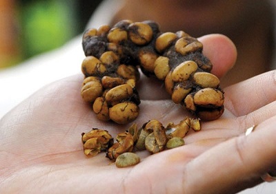 grains-cafe-excrements-civette
